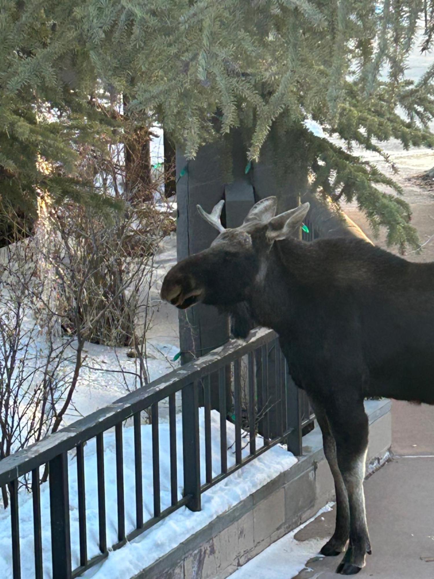Antlers Gulch 303 Villa Keystone Buitenkant foto